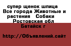 супер щенок шпица - Все города Животные и растения » Собаки   . Ростовская обл.,Батайск г.